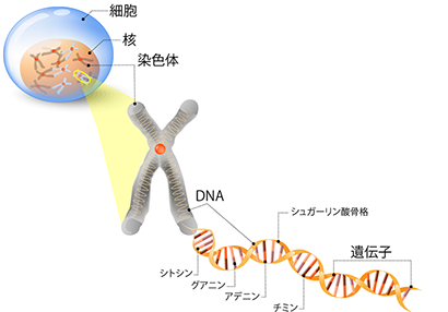 細胞、染色体、遺伝子、イメージ図